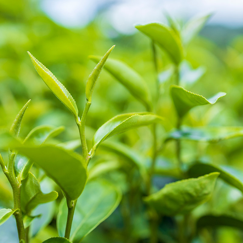 チャ葉のイメージ