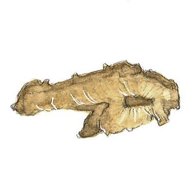 イタドリ根 イメージ図