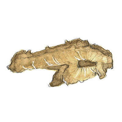 イタドリ根 イメージ図