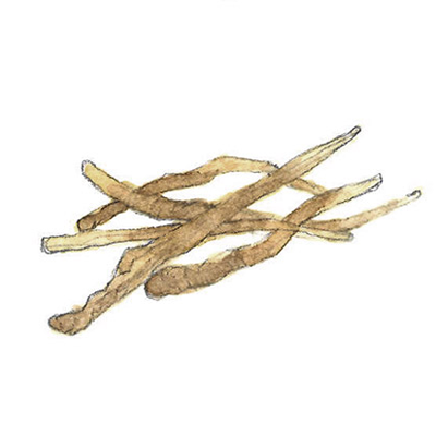 オウゴン根 イメージ図