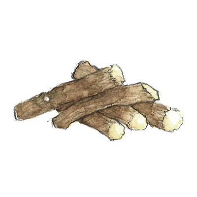 カンゾウ根 イメージ図