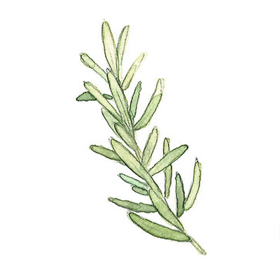 ローズマリー葉 イメージ図