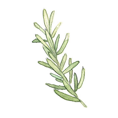ローズマリー葉 イメージ図