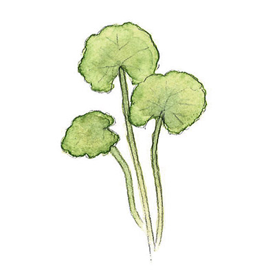 ツボクサ イメージ図